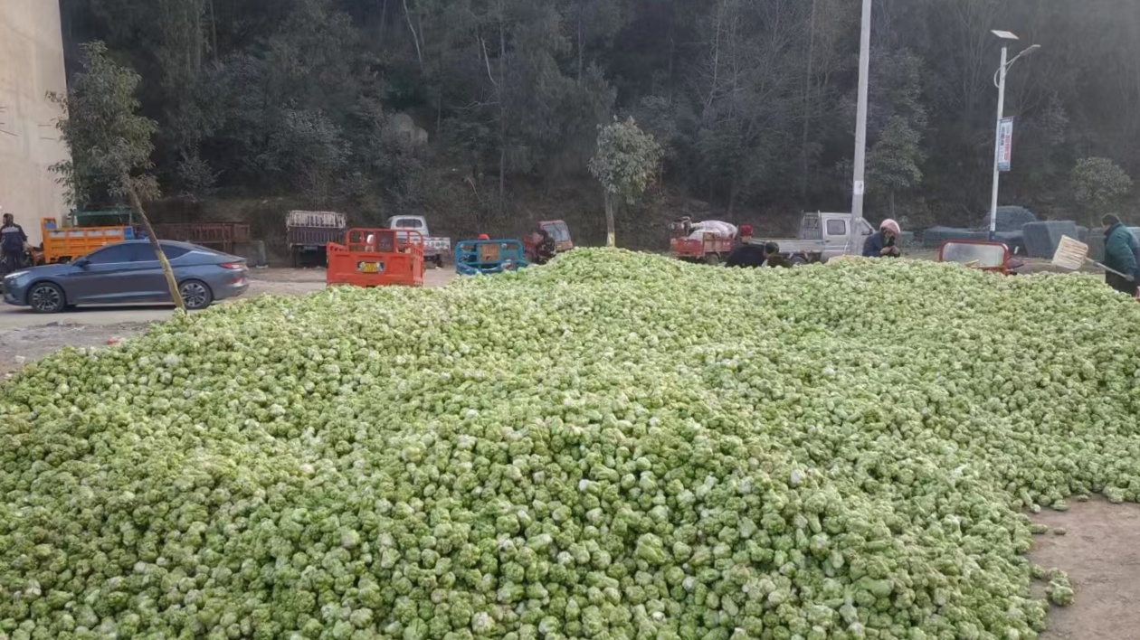 以工代賑  四川梓潼鄉鎮持續強產業富群眾促振興