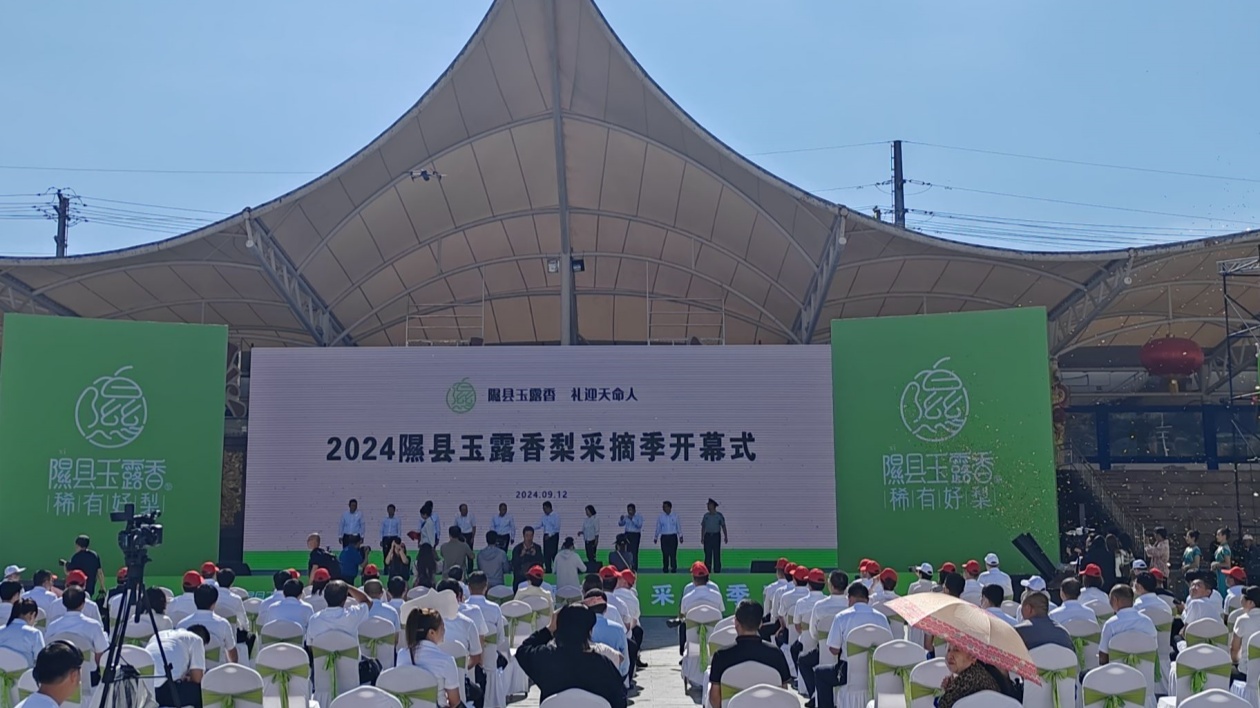 山西隰縣：2024玉露香黎採摘季活動啟幕