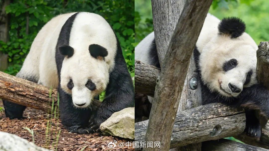 旅奧大熊貓「園園」「陽陽」平安回國