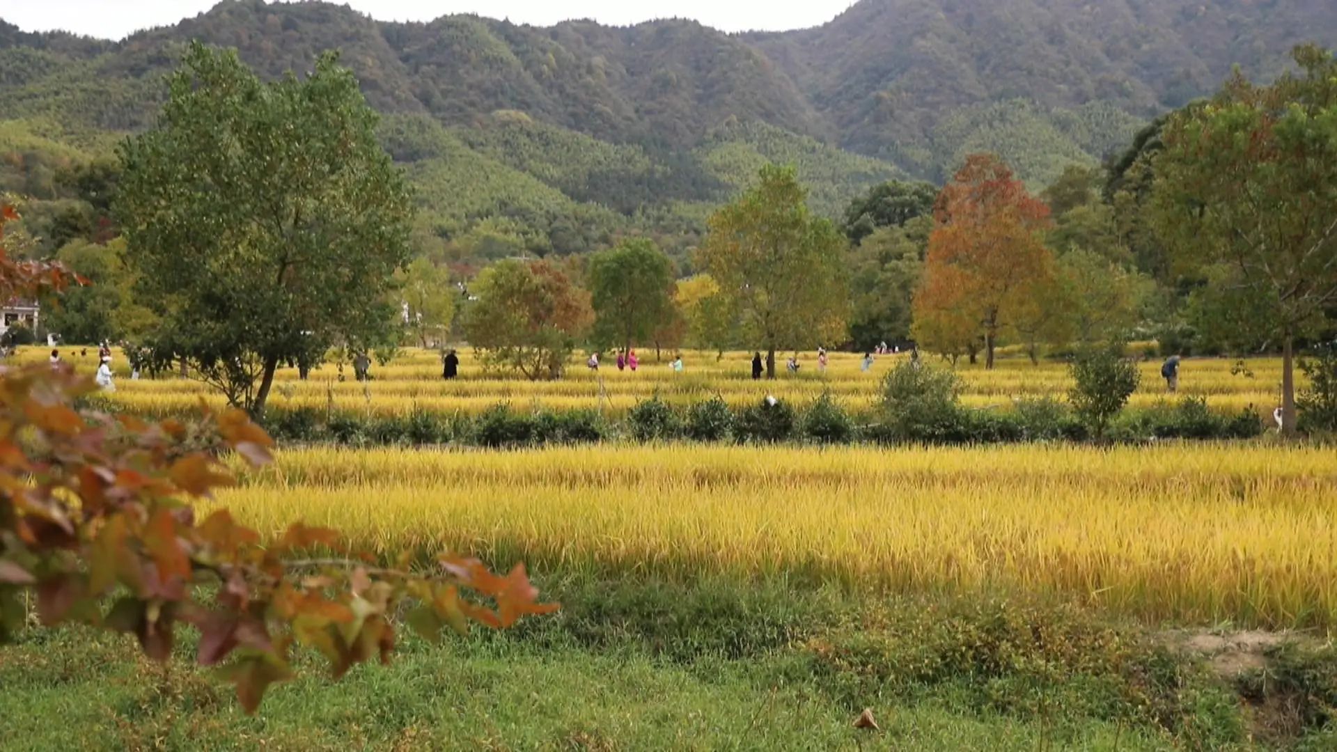 皖黟縣：「塔川秋色」進入最佳觀賞期