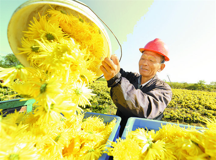 安徽巢湖：菊花產業敲開「花樣」致富門