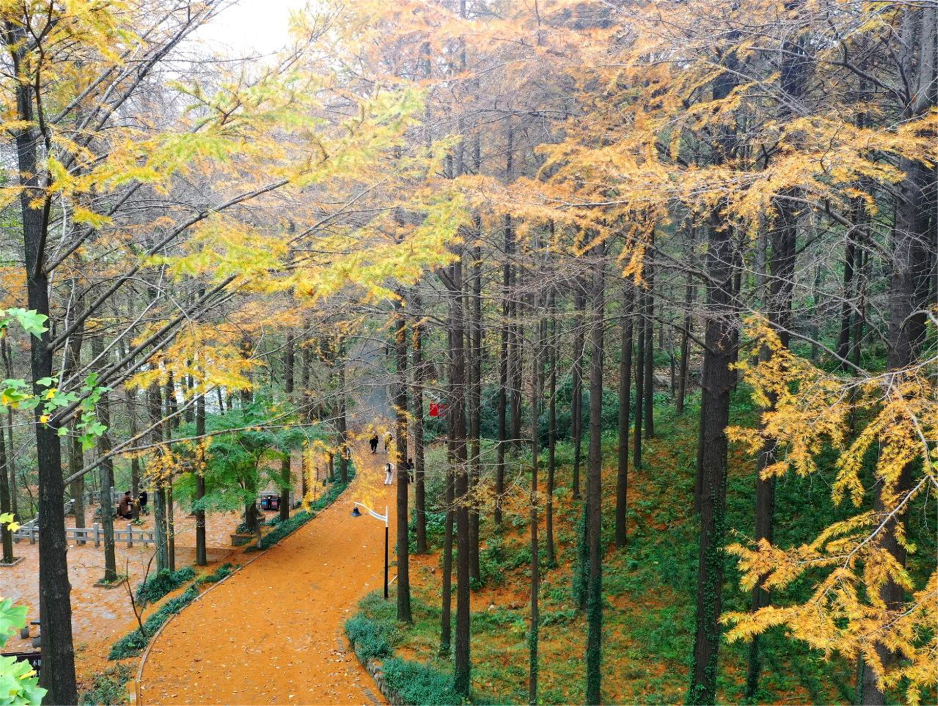 安徽巢湖：東庵森林公園美如畫