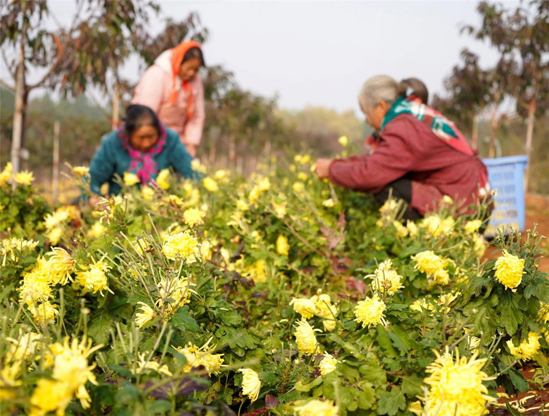 安徽巢湖：菊飄香豐收忙