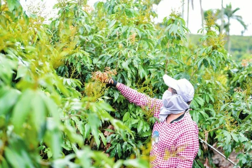 海口市瓊山區7萬畝火山荔枝進入開花期 果農疏花保果