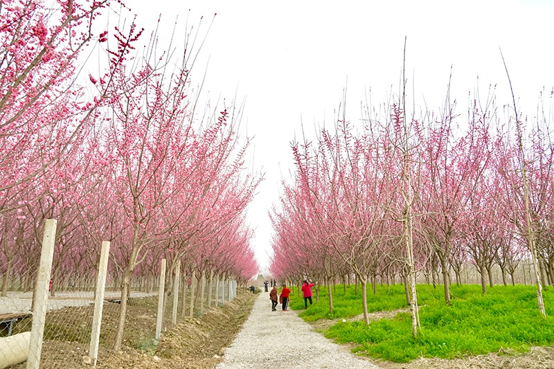 四川綿竹鄉村賞花經濟　助推農旅產業發展提質增效