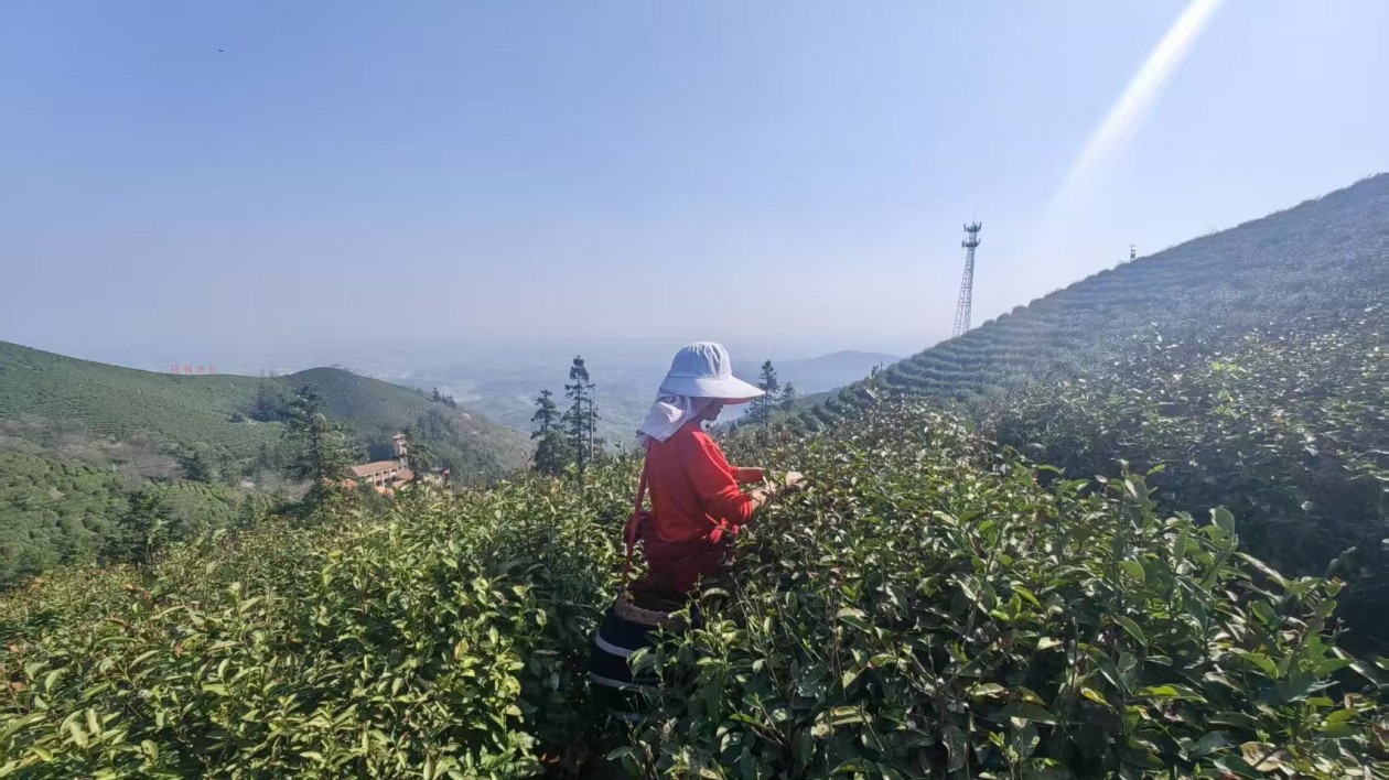 【行走信陽·解碼文旅新勢能】丨固始：「古窖新生」強化文旅品牌識別度