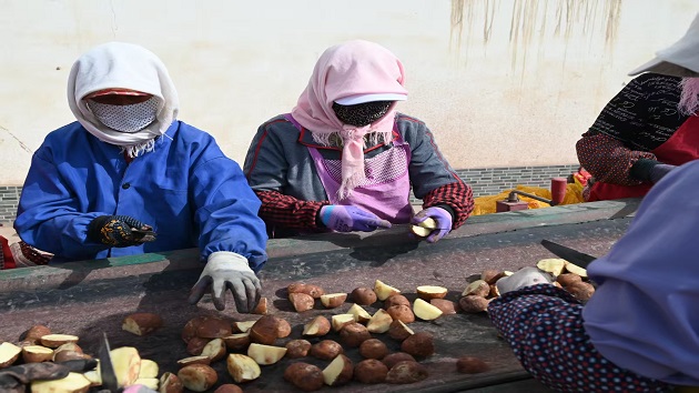    甘肅張掖：種薯繁育延伸鏈條促產業增效