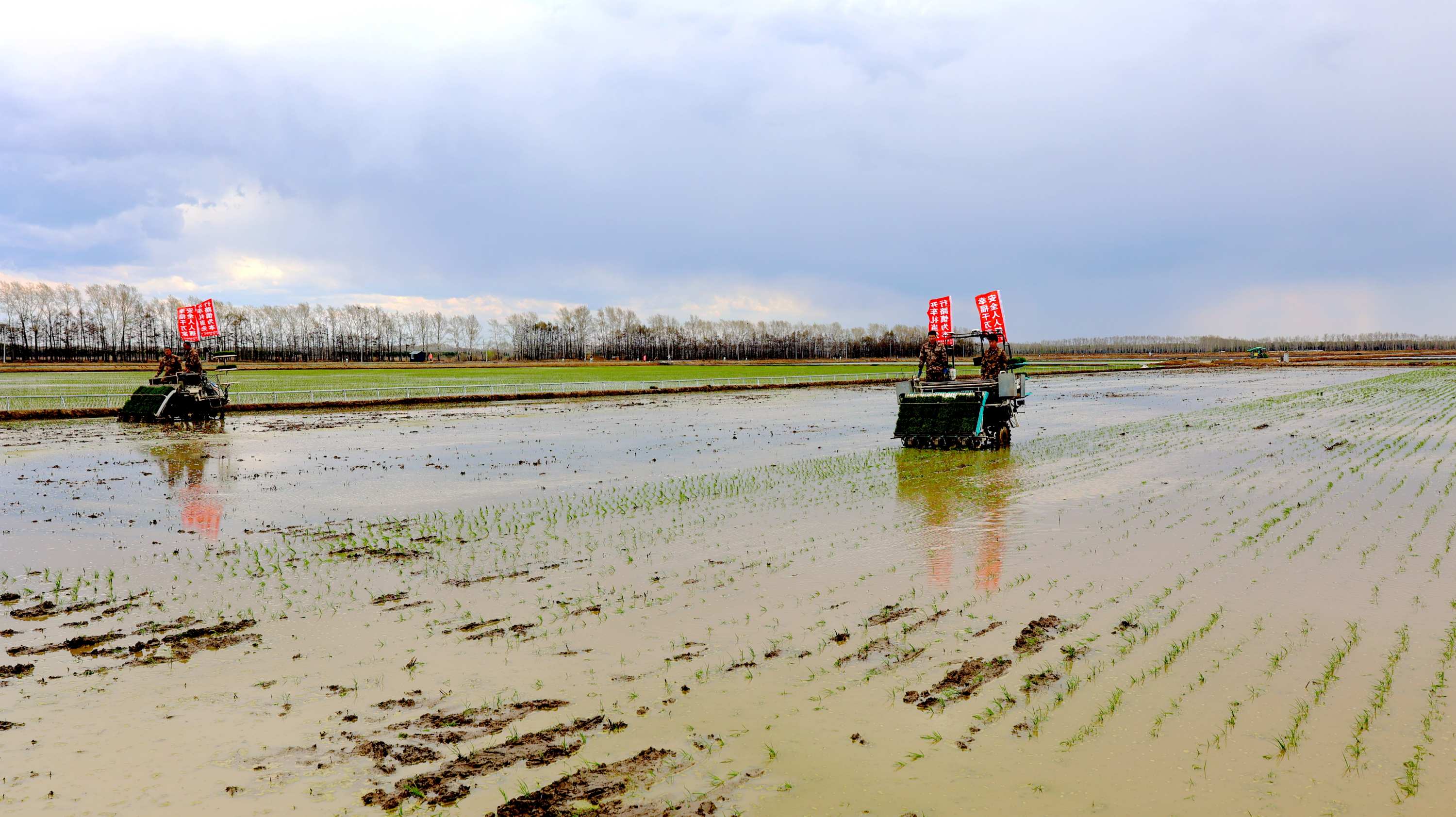 北大荒江濱分公司：黑土沃野披綠裝 水稻「新質」插秧忙