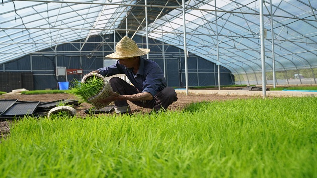 甘肅成縣科技賦能稻香盈