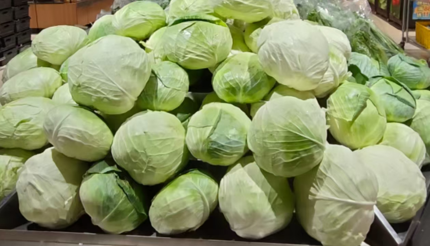 粵鄂攜手助農！廣東商超助力湖北潛江150萬斤滯銷平包菜「出山」