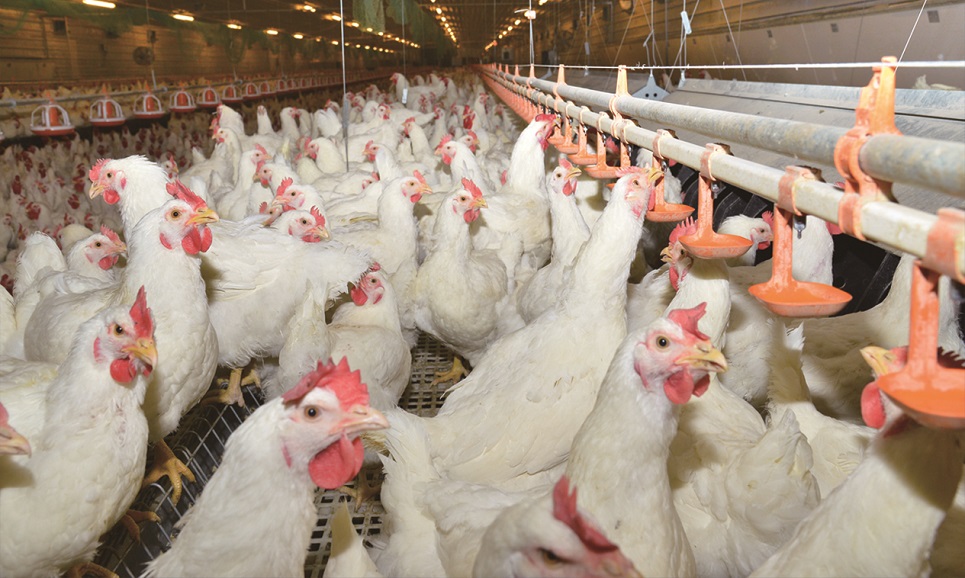 從養殖到餐桌  雙匯禽產業加速推進產業鏈協同發展