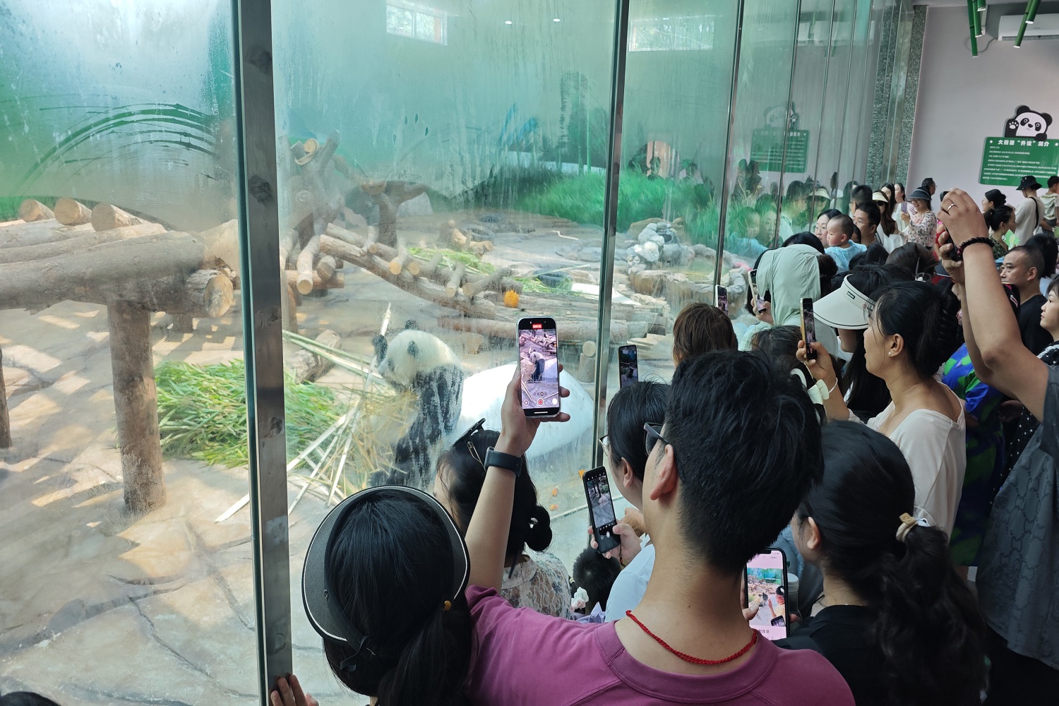 「熊貓+羌韻」北川大熊貓文旅消費季點燃暑期文旅熱