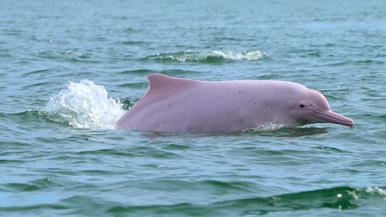     國際視野下的嶺南生態奇觀  自然類紀錄片《野性廣東》7日起全球同步播出