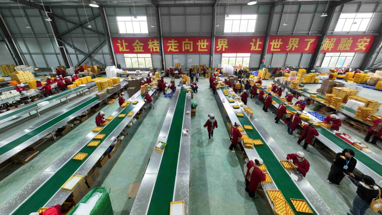 融安金桔借標準與認證「闖」大灣區 全產業鏈產值近百億助力鄉村振興