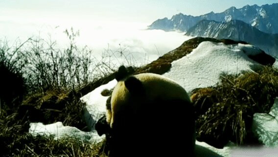 有片│四川綿竹再次拍到野生雌性大熊貓帶崽活動影像