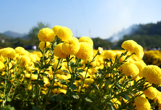 美了鄉村富了村民  皖休寧縣推進菊花產業綠色高效發展