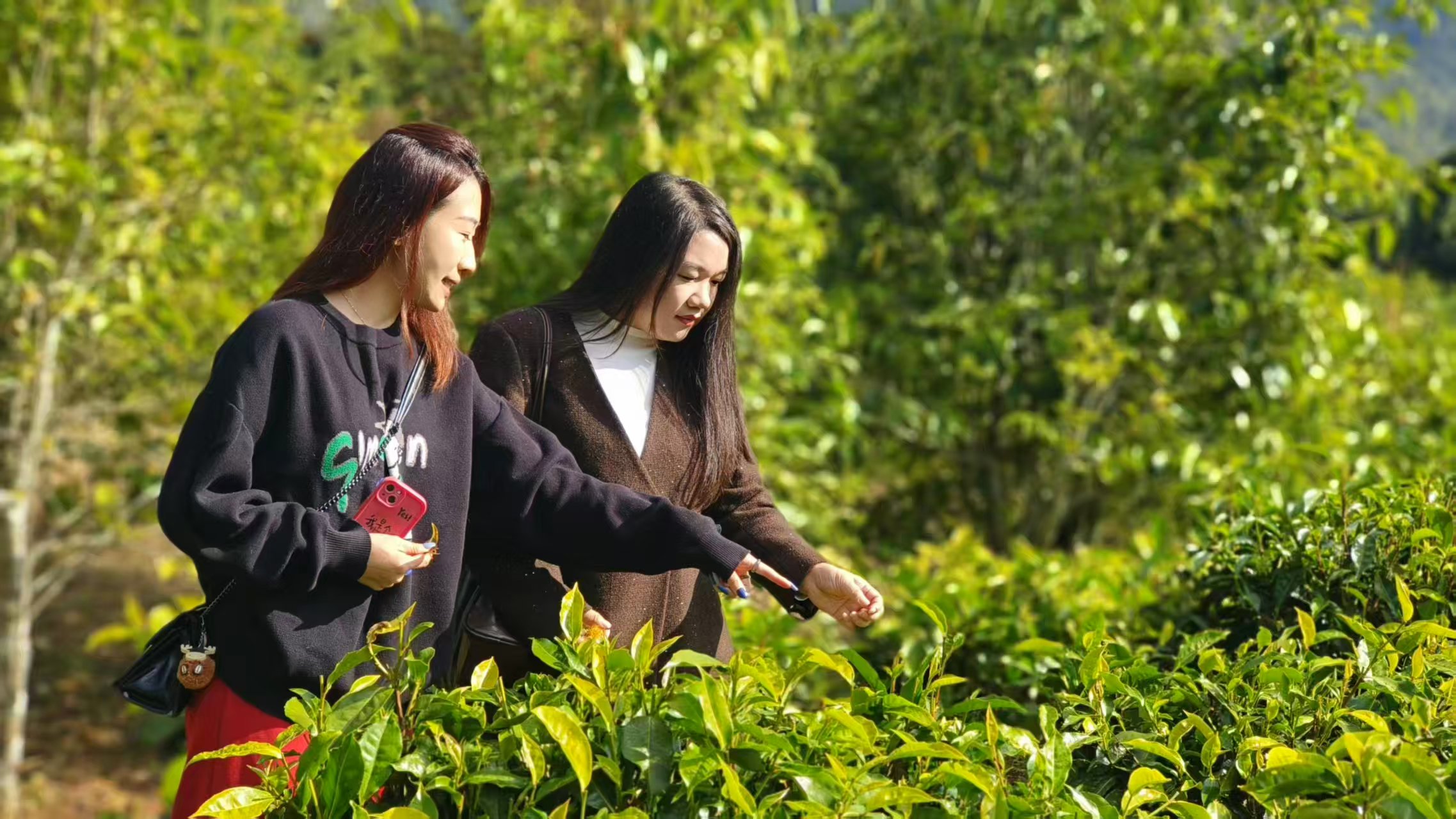 景谷：中國白茶之源，煥發茶產業新活力