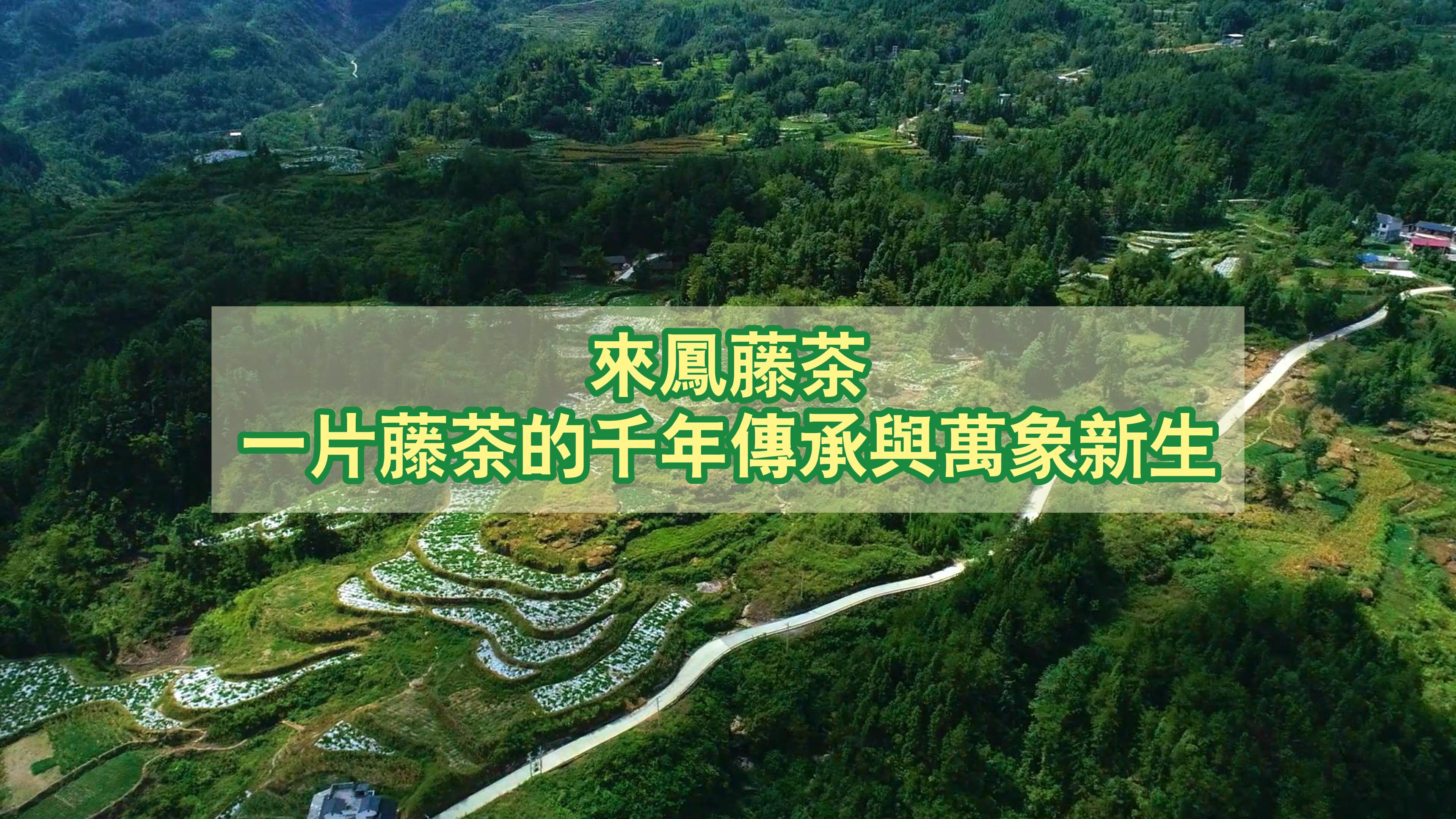 有片｜【來鳳藤茶：一片藤茶的千年傳承與萬象新生】