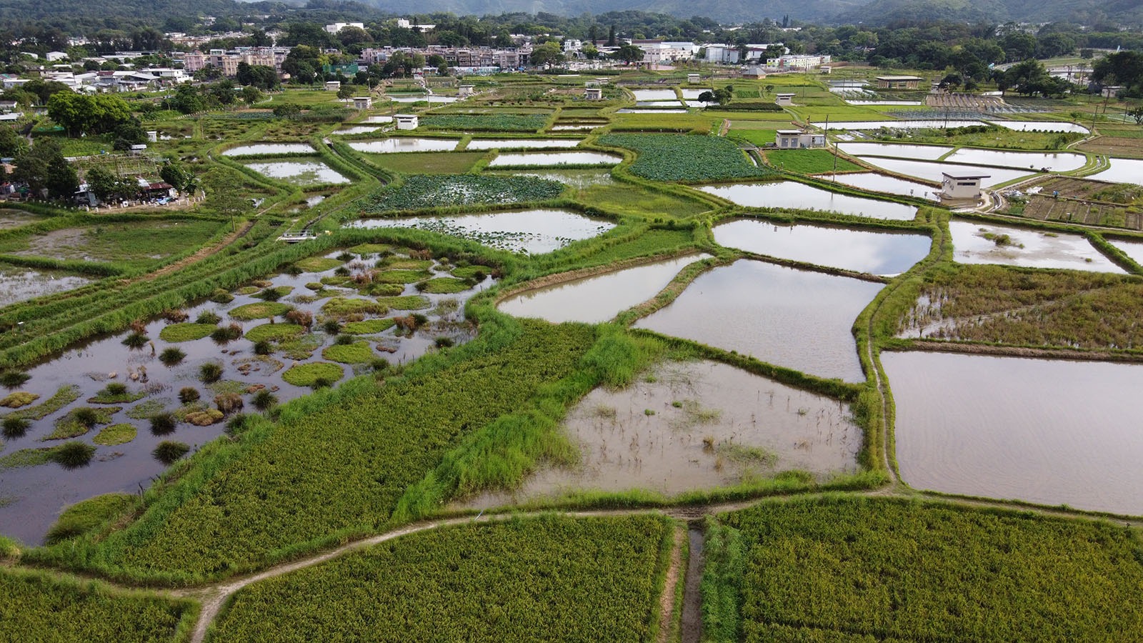 NbS+社區建設：助力北都城鄉融合發展 重塑香港城市競爭優勢