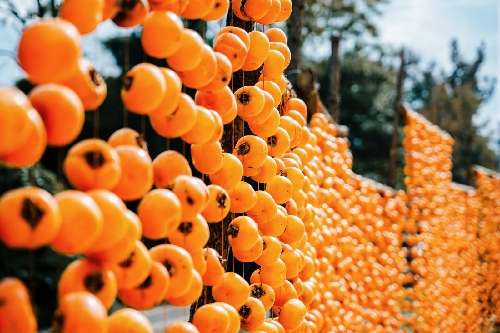 【港行廣西】恭城月柿掛枝頭 桂北「黃金」浪漫引港客
