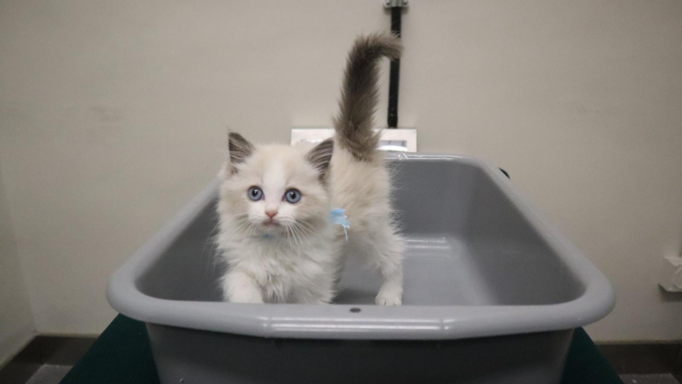 海關文錦渡管制站檢獲非法進口幼貓 拘捕39歲男子