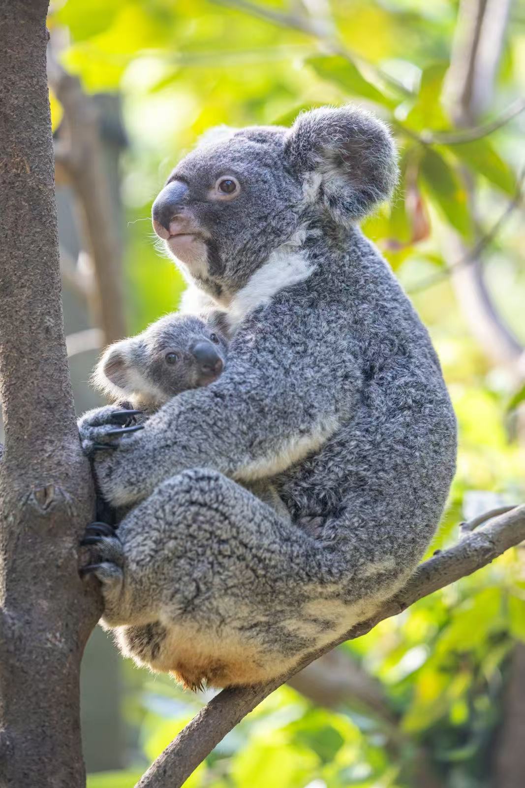 萌翻了 長隆野生動物世界考拉寶寶正式亮相