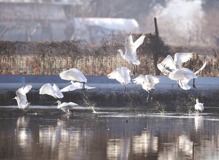 安徽巢湖：白琵鷺現身裕溪河畔